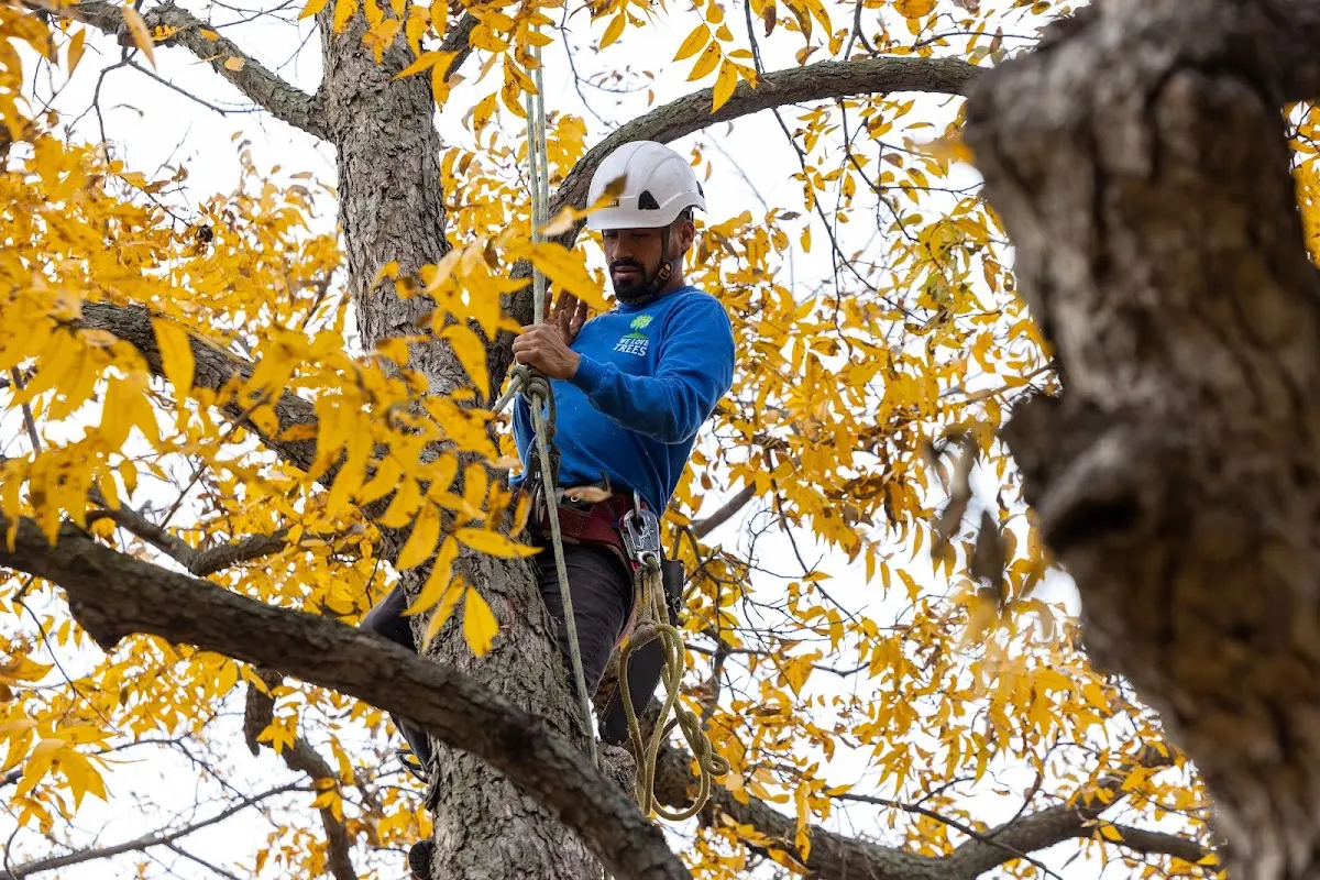 Skilled Tree Planing crew working in Boca Grande